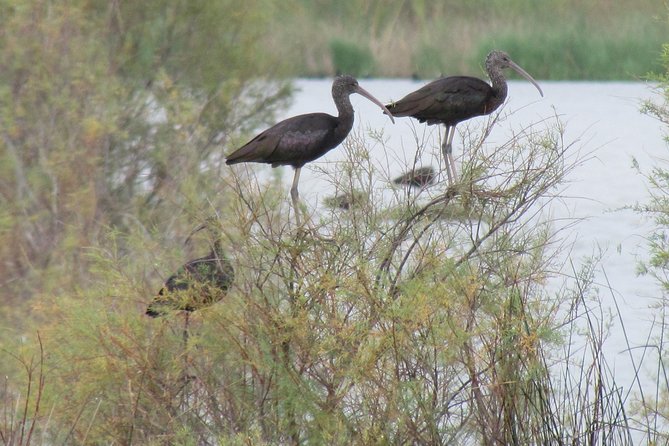 Afternoon Birdwatching at Lagoa Dos Salgados - Visitor Reviews and Testimonials