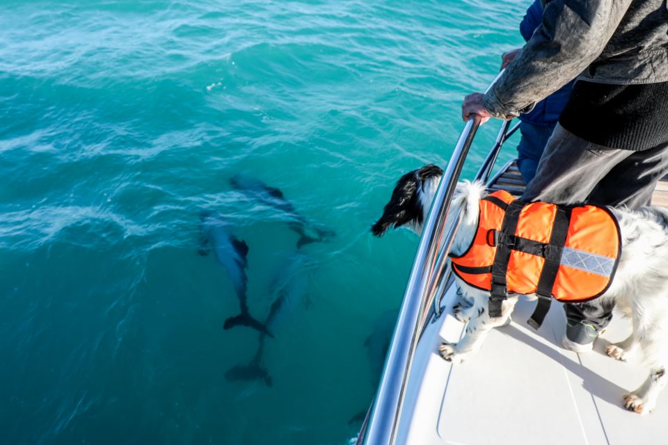 Akaroa: Dolphin Nature Cruise - Customer Feedback