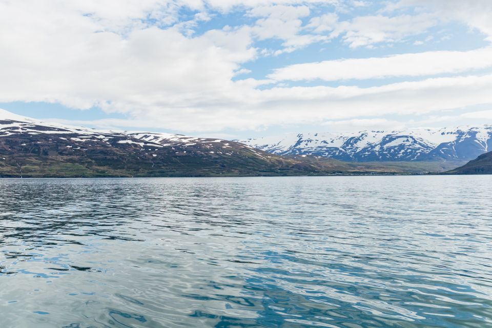 Akureyri: 3-Hour Classic Whale Watching Tour - Logistics and Ratings