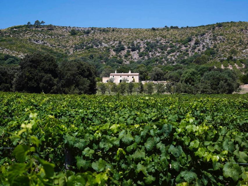 Alcudia: Vineyard Tour & Exclusive Wine Tasting Experience - Directions and Additional Info