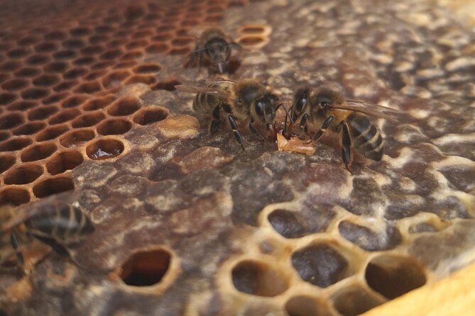 Amazing Experience With Bees in Madeira Island - Common questions