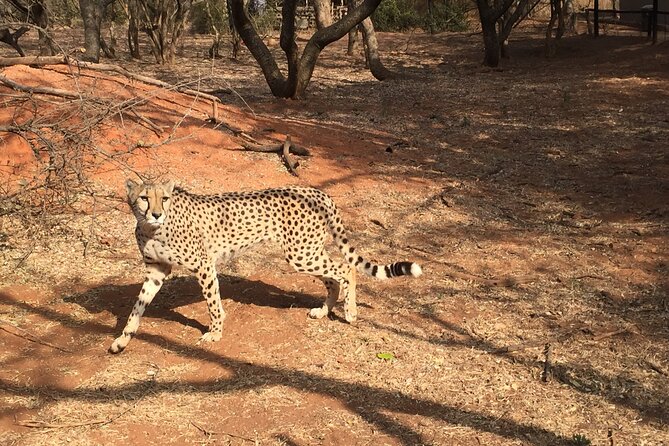 Ann Van Dyk Cheetah Centre Half-Day Tour From Johannesburg - Review and Booking Information