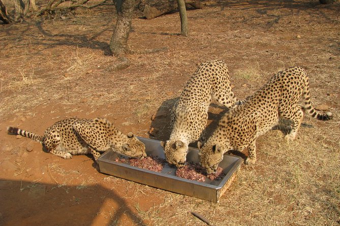 Ann Van Dyk Cheetah Centre Tour From Johannesburg or Pretoria - Additional Resources and Support