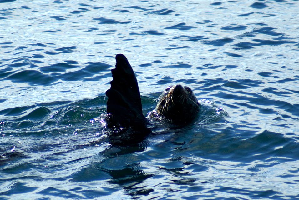 Auckland: Tikapa Moana Whale and Dolphin Wildlife Cruise - Last Words