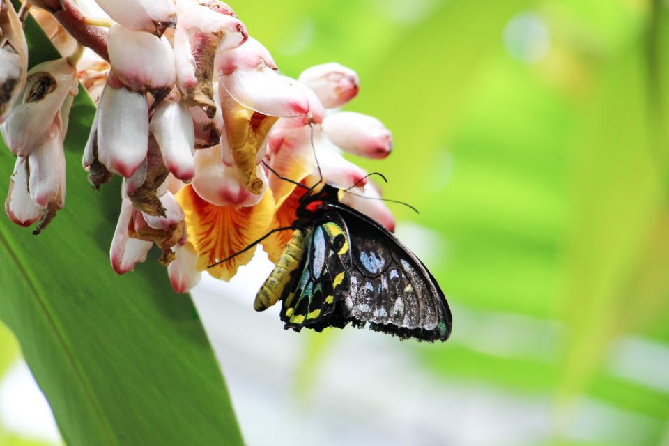 Australian Butterfly Sanctuary - Customer Reviews