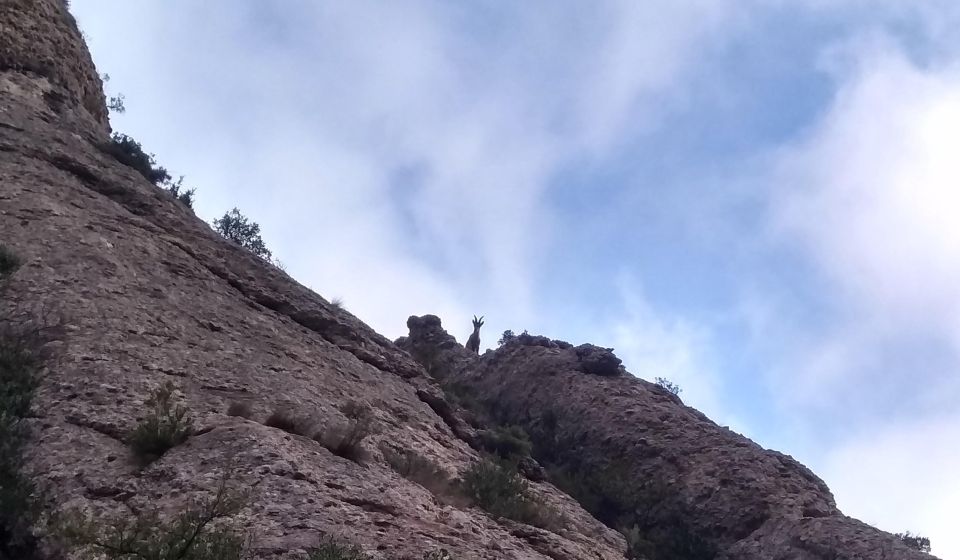 Barcelona: Montserrat Monastery and Natural Park Guided Tour - Important Meeting Point Information