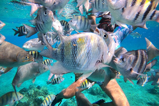 Bavarian Fiesta Snorkel Activity in Glass Bottom Boat at San Miguel De Cozumel - Logistics and Experience