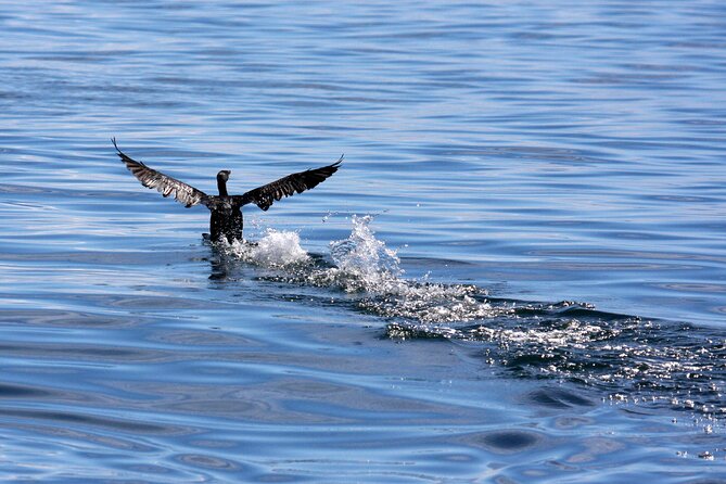 Big 5 Sea Safari in Walker Bay From Gansbaai - Safety Guidelines