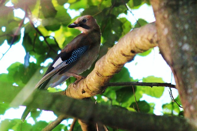 Bird Safari in Cazalla De La Sierra - Last Words