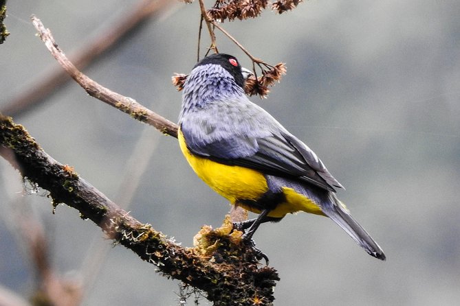 Birding in Mindo Cloud-Forest Mitad Del Mundo - Booking and Contact Information