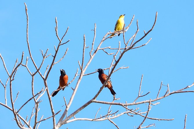 Birds of the Mayan World 1 - Tips for Birdwatching in Mayan Ruins