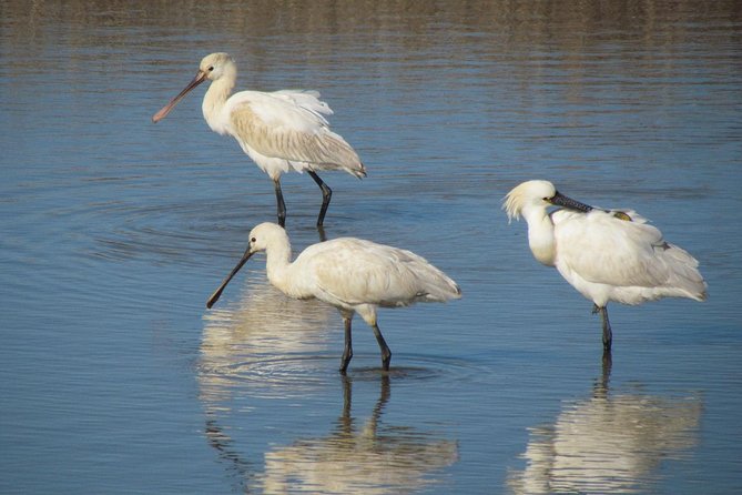 Birdwatching at Abicada and Alvor Dunes - Conservation Efforts in the Area