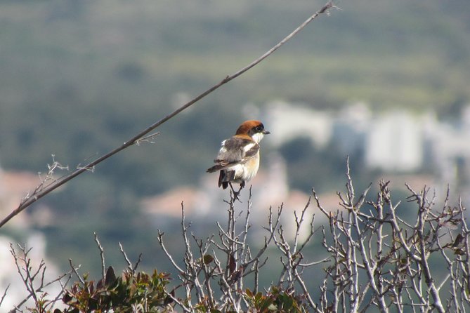 Birdwatching Day Around Sagres - Directions