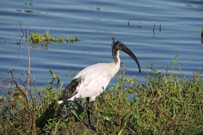 Birdwatching in Cape Town - Reviews and Testimonials