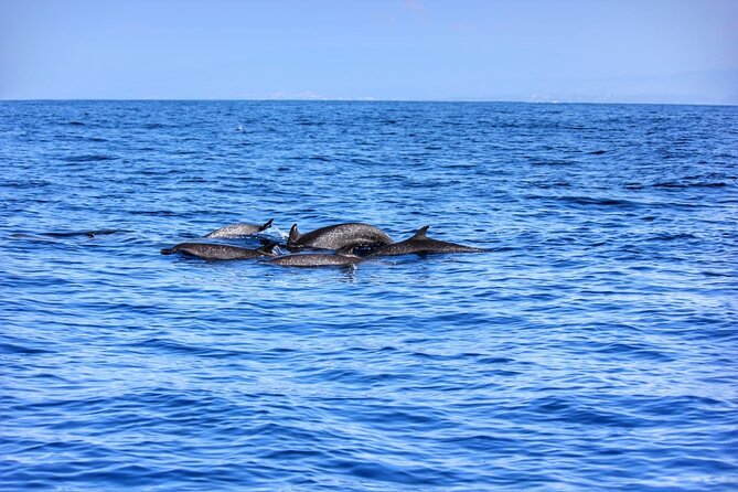 Boat Trip to See Marine Life in Puerto Escondido - Last Words