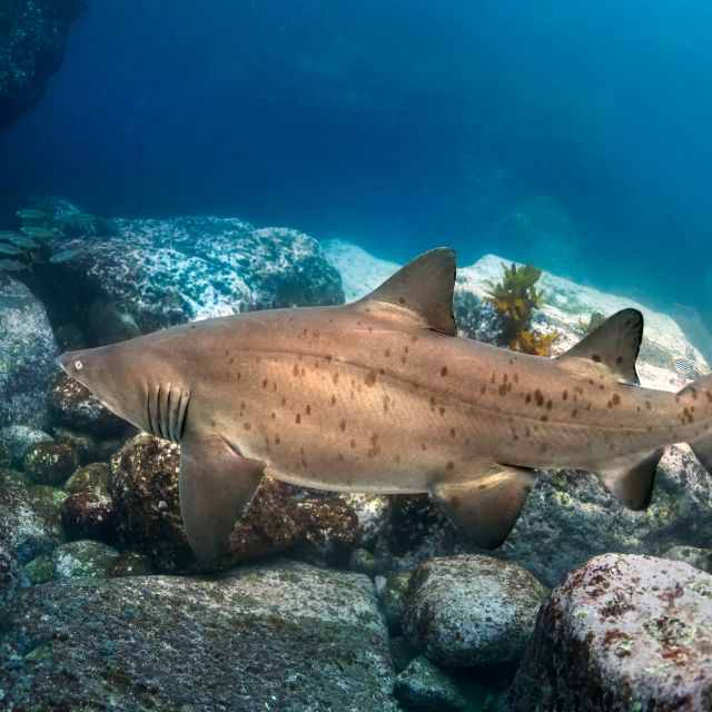 Bondi: Shark Dive at Bushrangers Bay for Certified Divers - Important Information