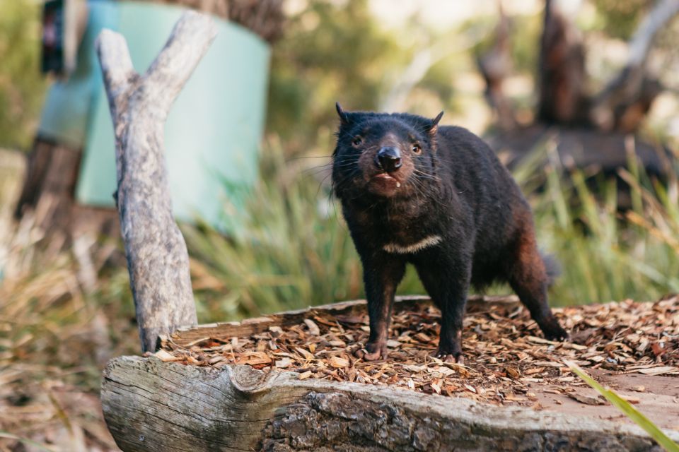 Bonorong Wildlife Sanctuary Half-Day Tour From Hobart - Customer Reviews