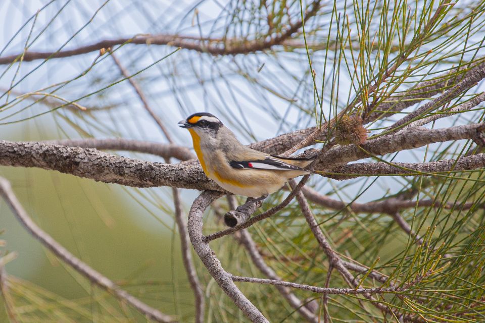 Brisbane: Kangaroos, Birds and Mangroves Coastal Tour - Important Directions