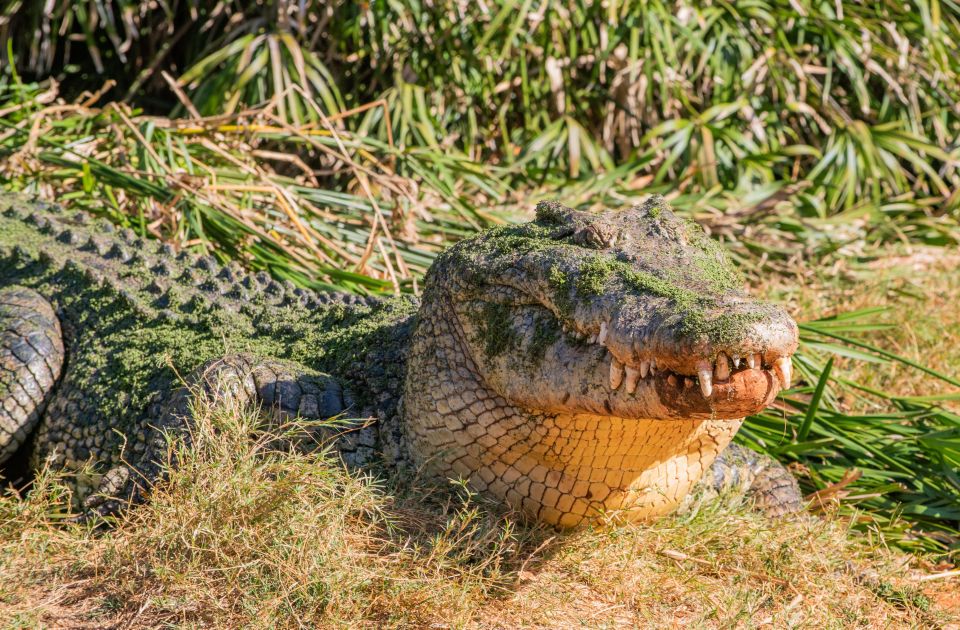 Broome: Malcolm Douglas Crocodile Park Tour With Transfers - Customer Reviews