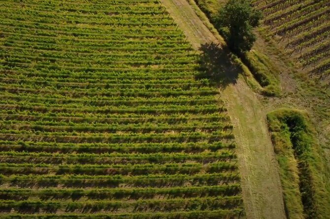 Brunello Wine Tasting From San Gimignano - Directions and Logistics