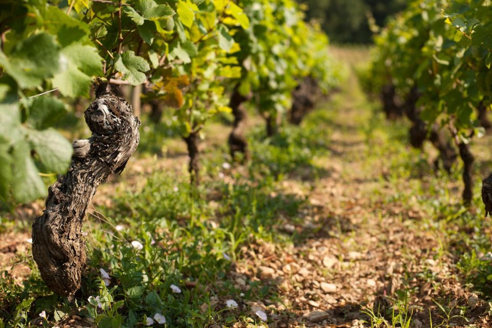 Burgundy: Guided Vineyard and Winery Tour With Wine Tasting - Additional Notes and Recommendations