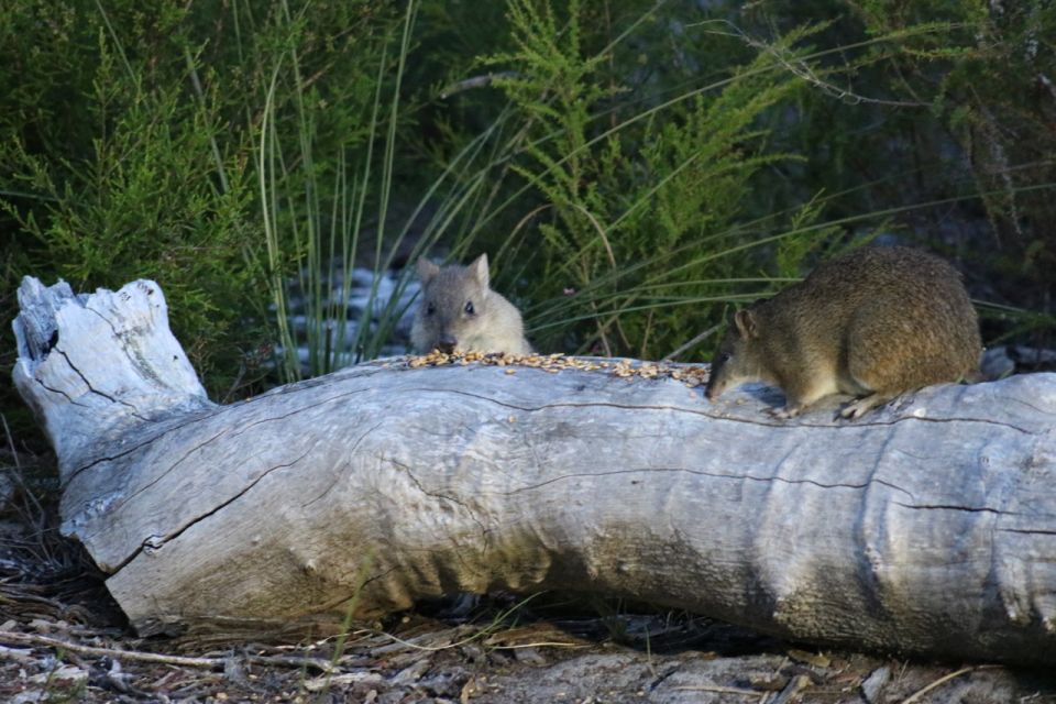 Busselton: Nocturnal Animal Tour - Important Information