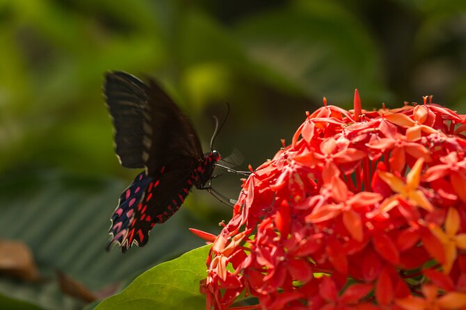 Butterfly Sanctuary Guided Tour in Puerto Vallarta - Visitor Experience Insights