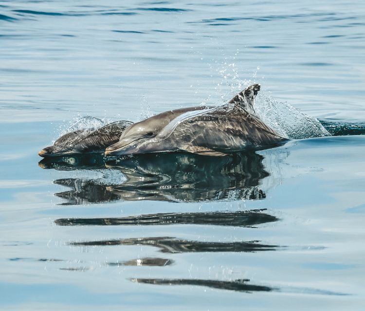 Byron Bay: Cruise With Dolphins Tour - Inclusions in the Tour Package