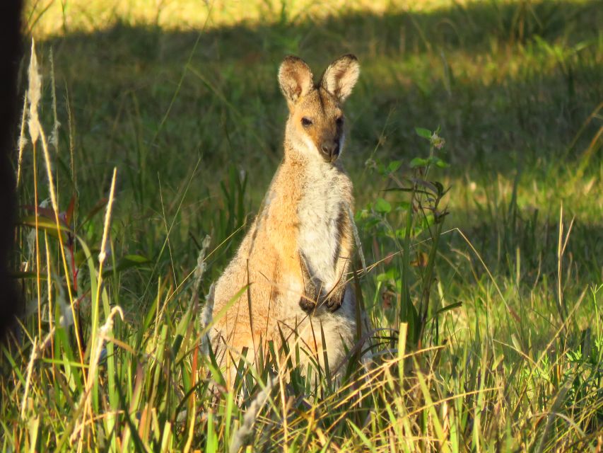 Byron Bay: Full-Day Wildlife Safari - Last Words