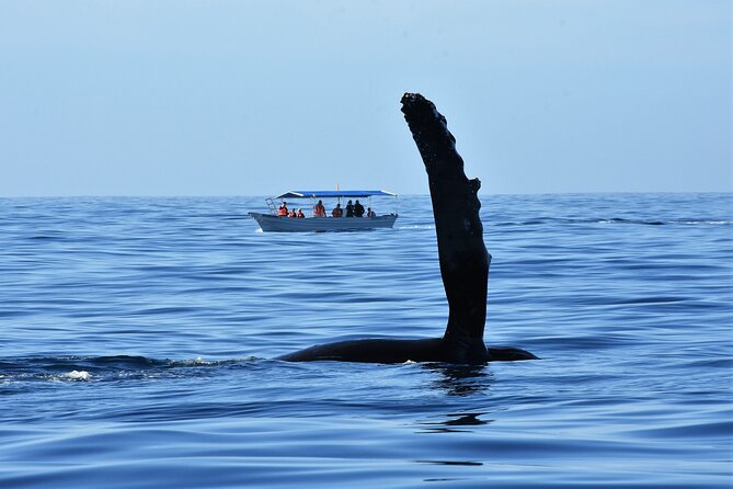 Cabo San Lucas Whale Watching Tour With Photos Included - Cancellation Policy and Refunds