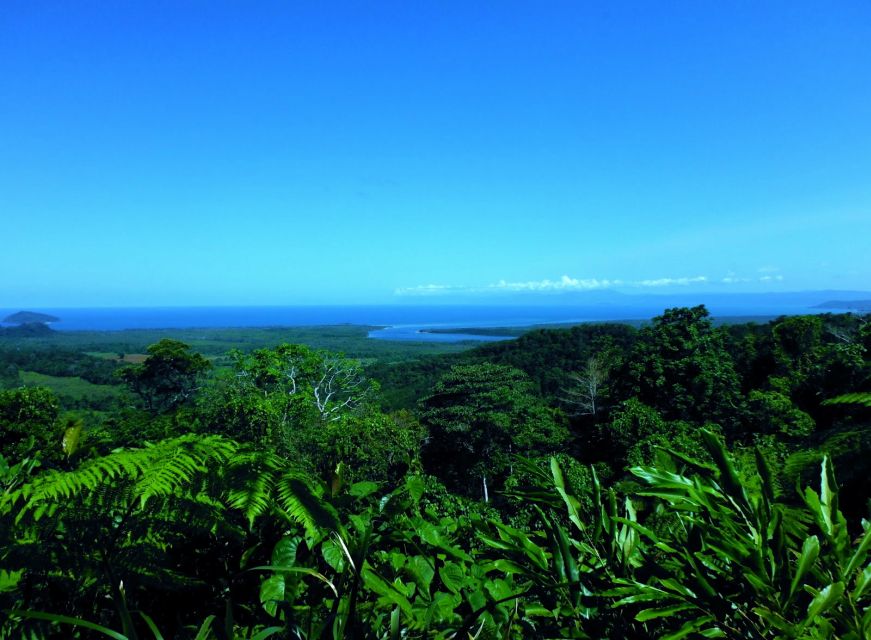 Cairns: Daintree, Mossman Gorge & Cape Tribulation Day Trip - Customer Reviews