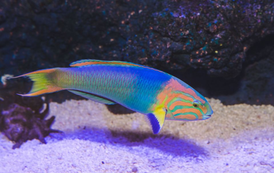 Cairns: Pre-Opening Guided Tour of the Cairns Aquarium - Directions