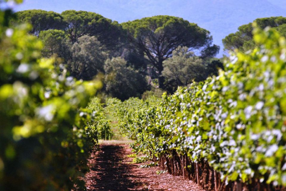 Calanques of Cassis, Aix-en-Provence & Wine Tasting Day Tour - Location and Details