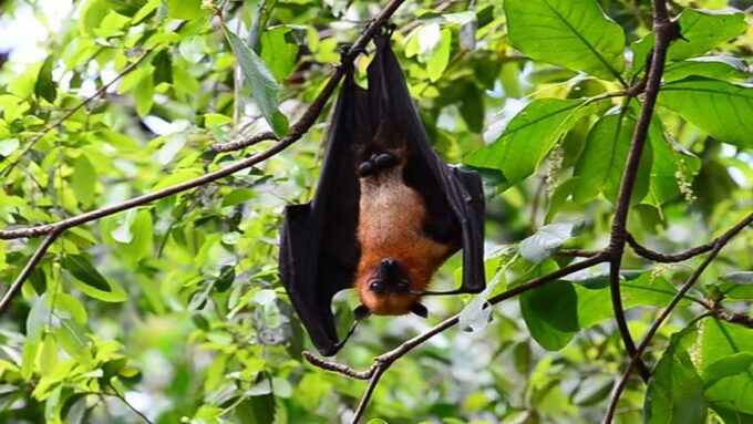 Can Gio Mangrove Biosphere Reserve 1 Day - Optional Activities