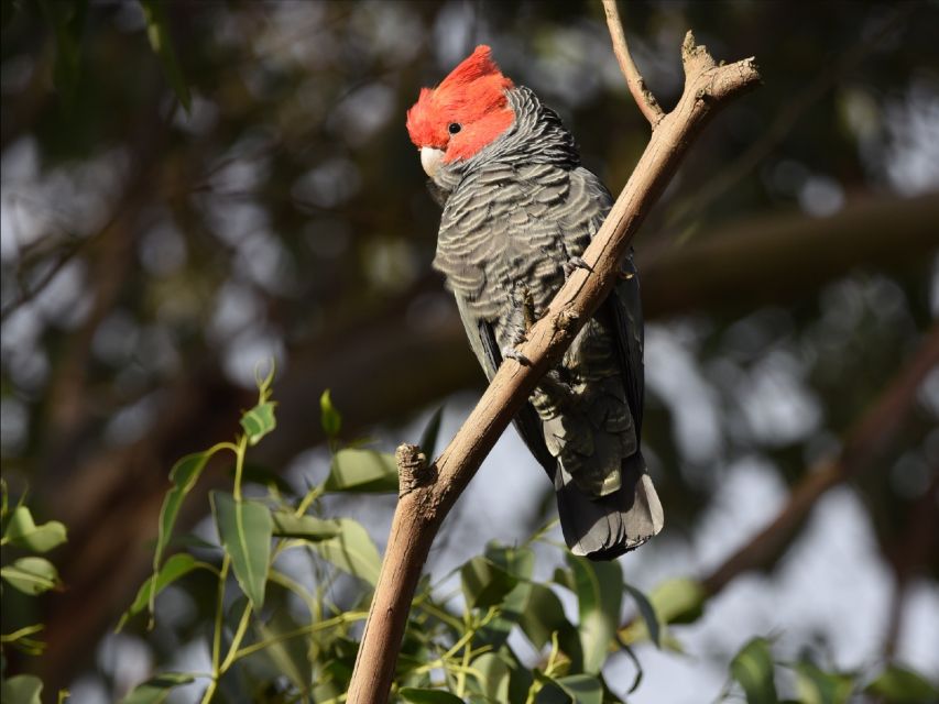 Canberra: Best of Wildlife Tour - Additional Information