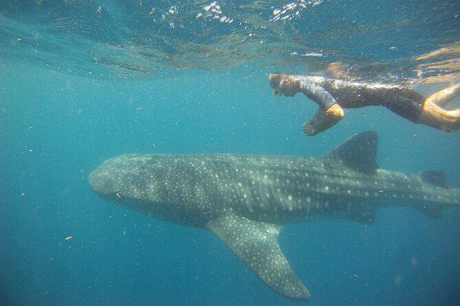 Cancun Whale Shark Encounter - Common questions