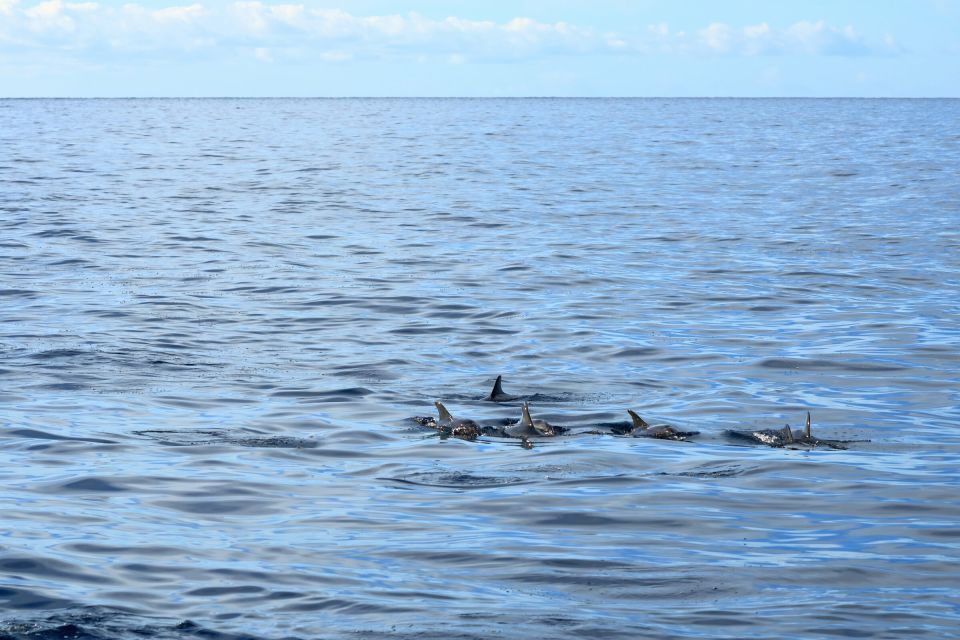Cape May: 2-Hour Dolphin Watching Cruise - Additional Information