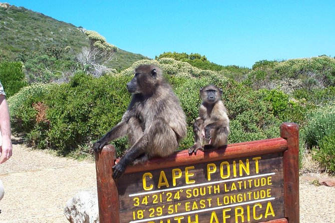 Cape Point Full Day Tour - Safety and Guidelines