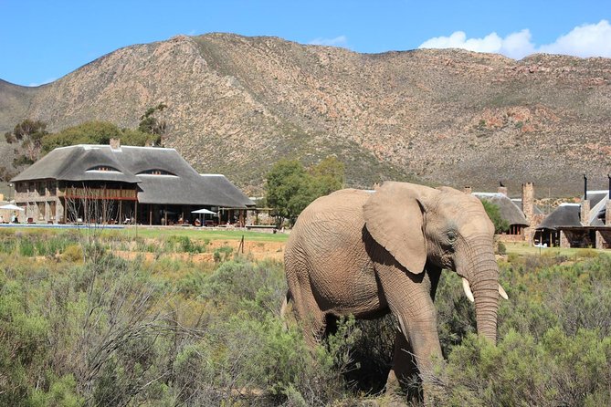 Cape Town , Aquila Safari Game Reserve Overnight Tour - Booking and Pricing