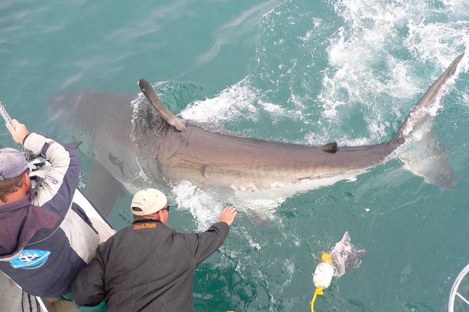 Cape Town Shark Cage Diving in Gaansbaai With Transfers  - Western Cape - Common questions