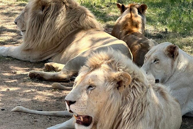 Captivating Safari Lion Park Experience (Half Day Guided Tour) - Positive Ratings and Visitor Feedback