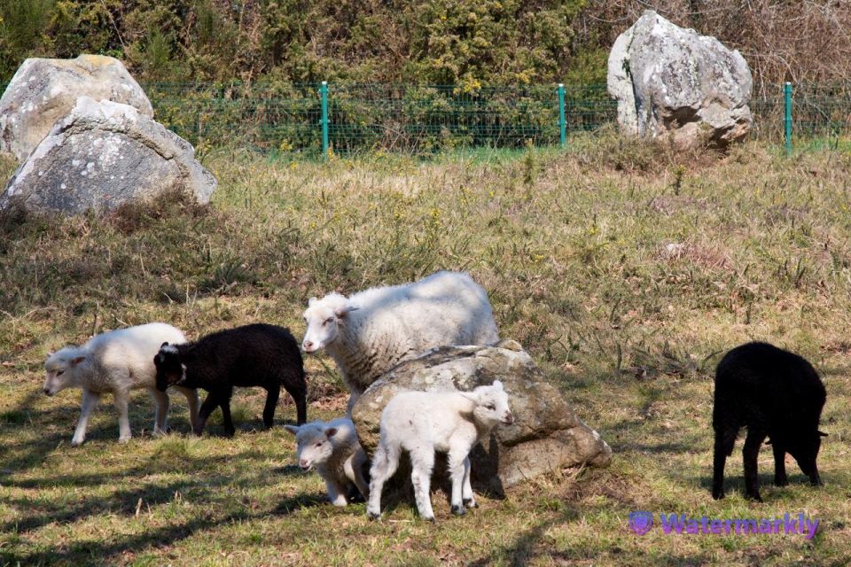 Carnac Tour: Megalithic Marvels and La Trinite Sur Mer - Last Words