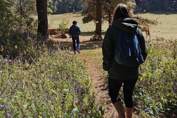 Cerro Pelon Monarch Butterfly Sanctuary. - Visitor Reviews Summary