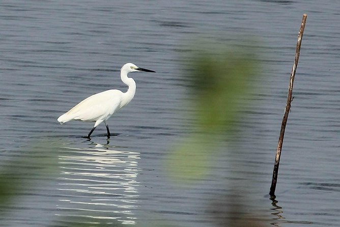 Chennai, Guided Birding And Birding Photo Trip With Spot Scope, 2 to 3 Hours - Cancellation Policy and Requirements