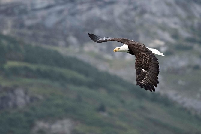 Chilkoot Wilderness and Wildlife Viewing - 6.5 Hrs From Skagway - Transportation Details