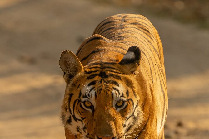 Chitwan National Park Tour - Customer Support