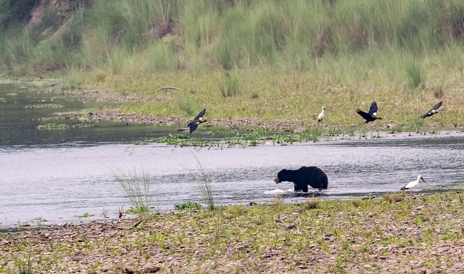 Chitwan Tour Packages - Operational Overview and Copyright