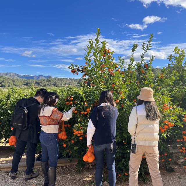 Citrus Treasures: Exploring Valencias Orange Grove - Common questions