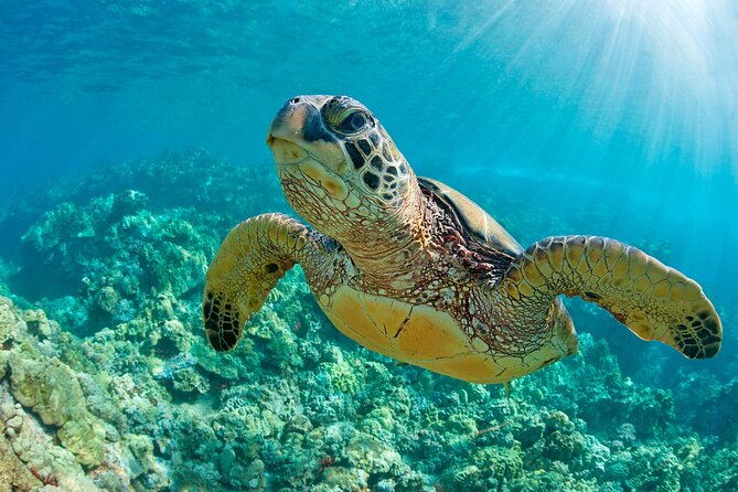 Coba Guided Tour Plus Sea Turtle Snorkeling Adventure and Beachside Lunch - Traveler Photos