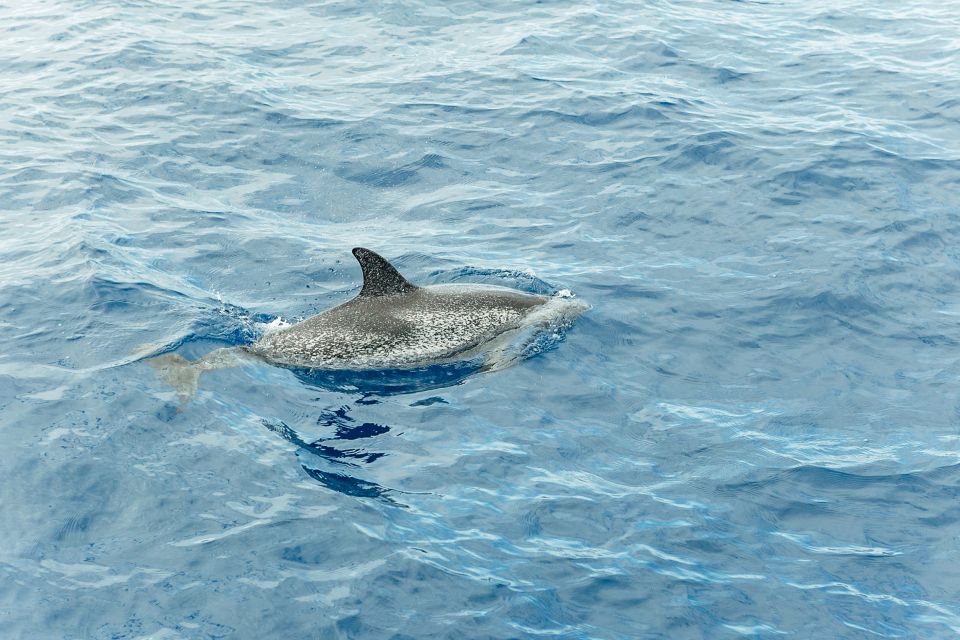 Costa Adeje: Whale & Dolphin Submarine Vision Mini Cruise - Customer Reviews